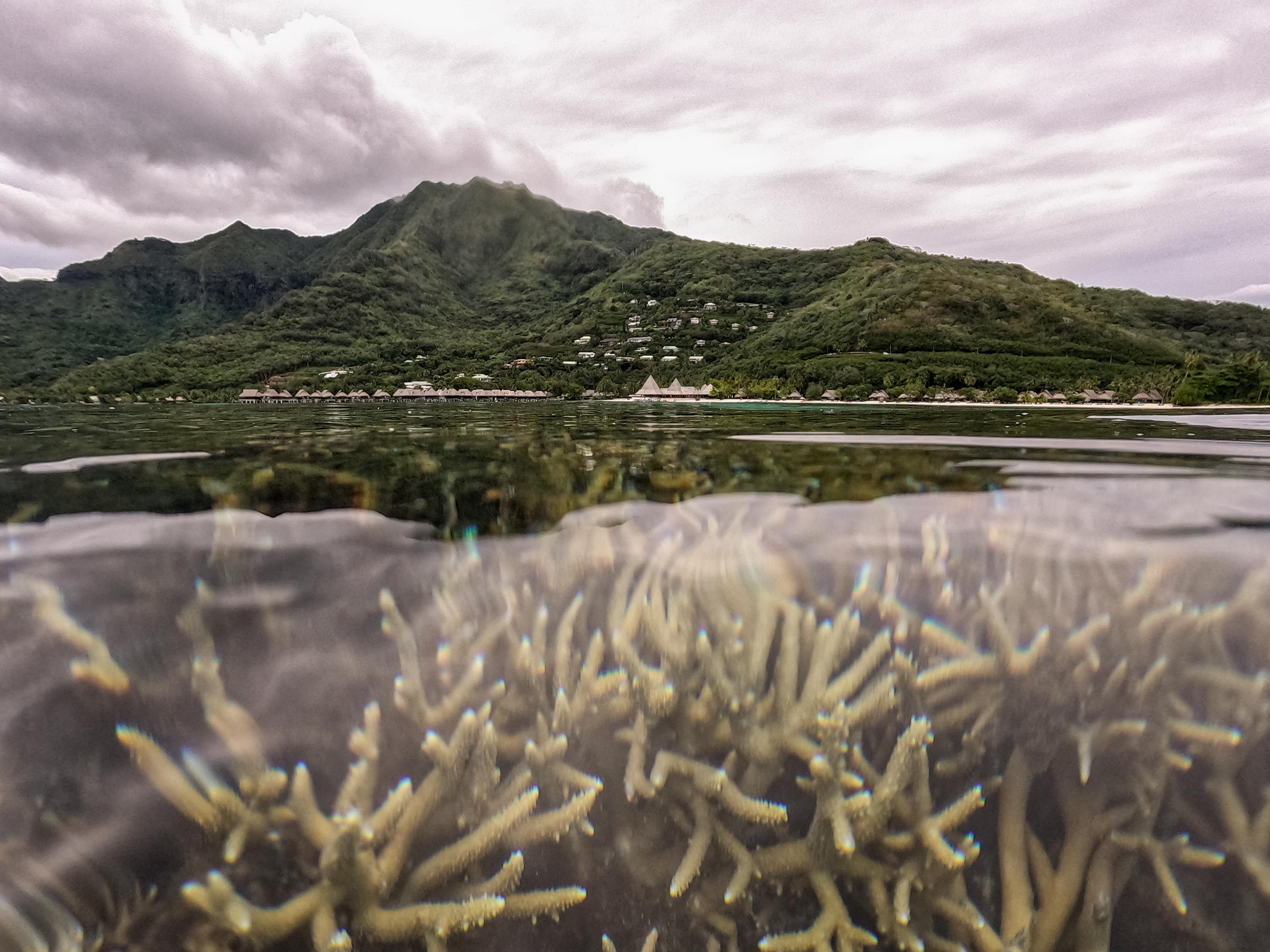 The island of Moorea situated above a network of Arcropora corals.