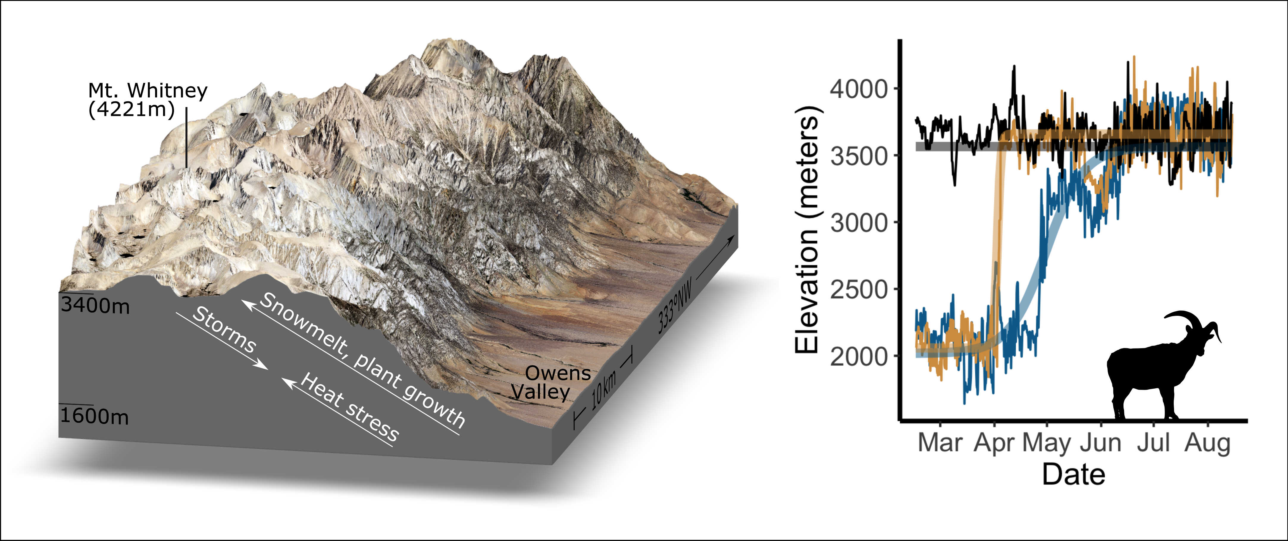 Variability in spring migration of bighorn sheep.